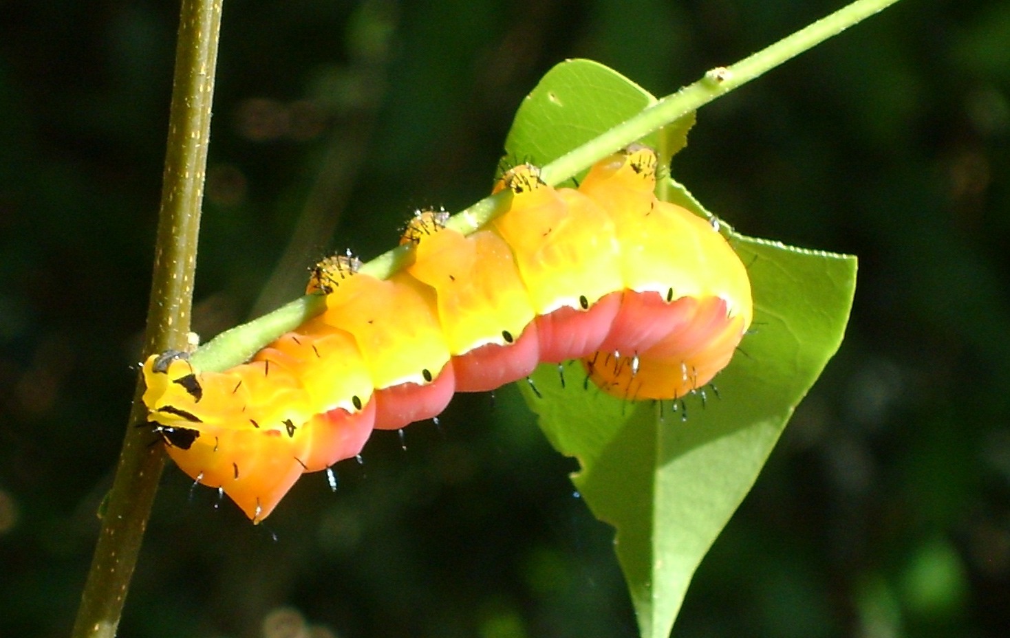 Yellow Caterpillar гусеница