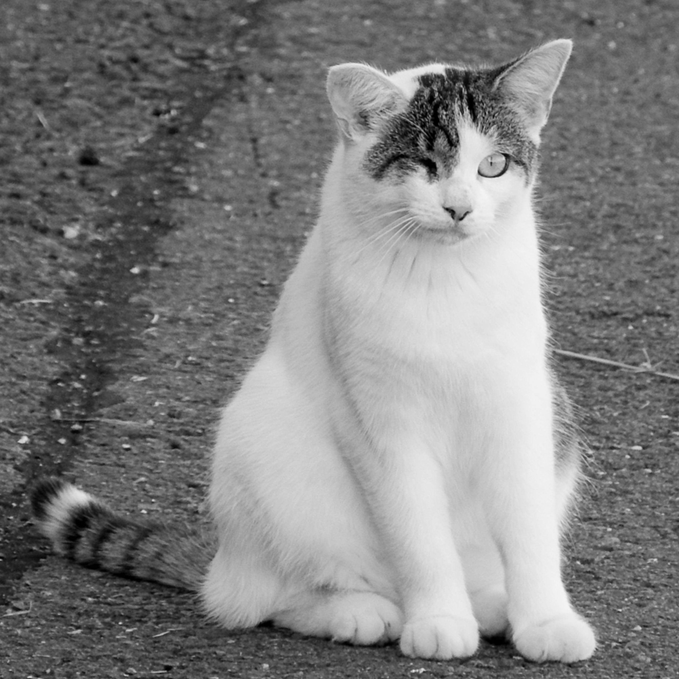 Серо бело черный кот. Черно белый кот. Сидячая кошка. Кот сидит. Сидячий кот.