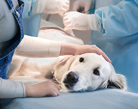 Плюсы, минусы и особенности стерилизации собак