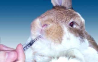 болезни кроликов симптомы