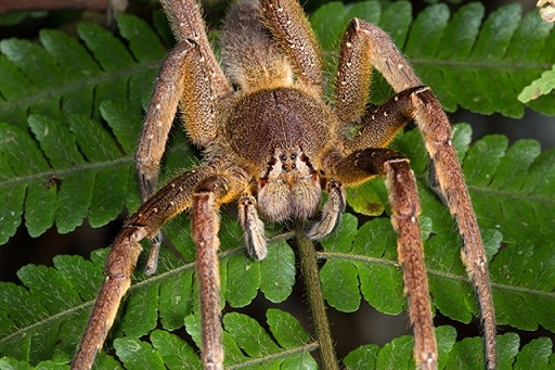 Бразильский паук бегун фото