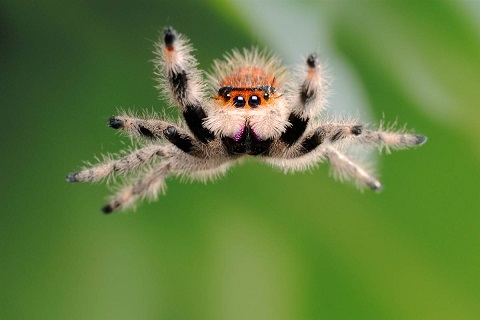 Фото паука прыгуна