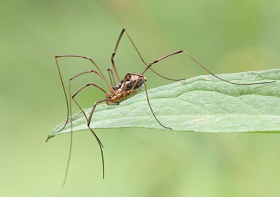 Изображение паука сенокосца