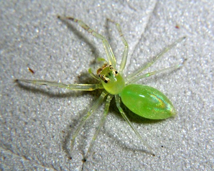 Зеленый паук скакун