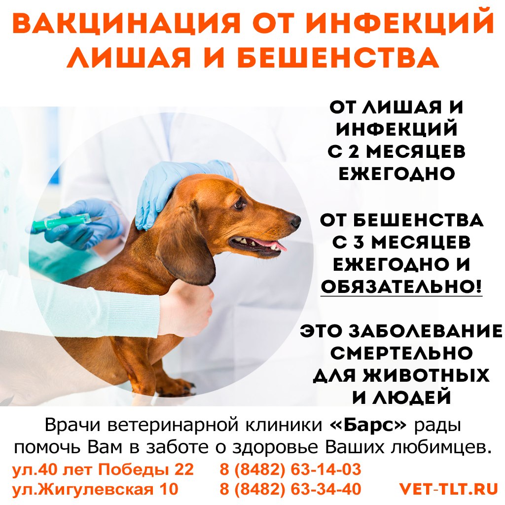 Когда можно делать прививки собаке. Прививки для собак. Прививка от бешенства собаке. График прививок от бешенства собаке. Прививки от бешенства для собак.