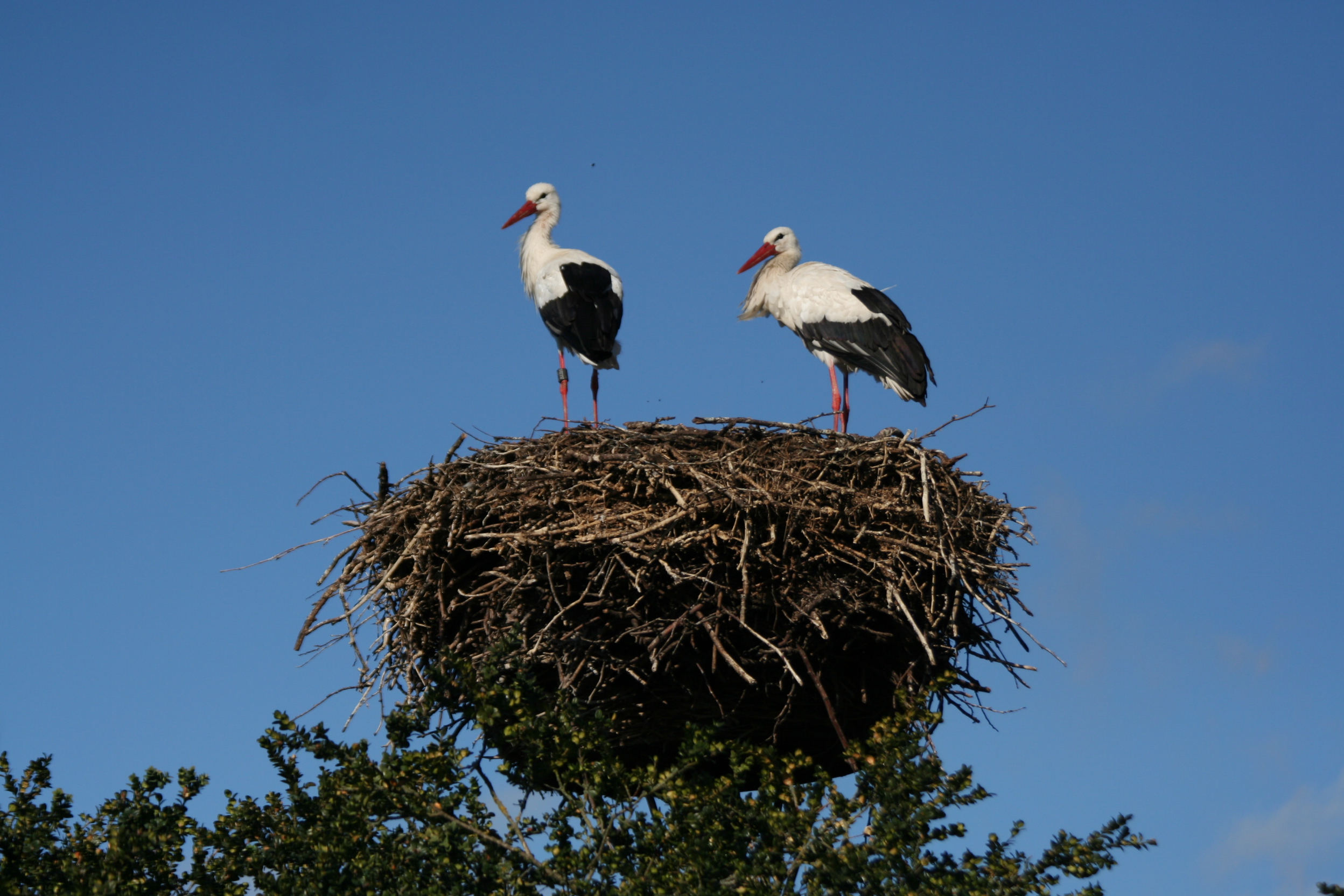 Гнездо птицы аиста. Белый журавль Стерх гнездо. Гнездо аиста. Гнездо аистов на крыше. Гнездо аиста на дереве.