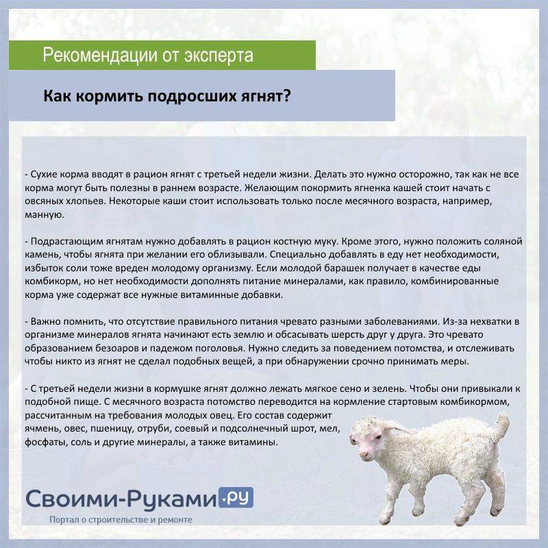 Можно ли кормить козу кашей