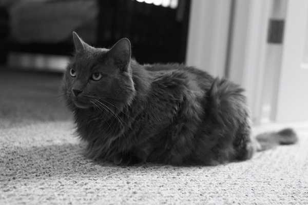серый кот сидит