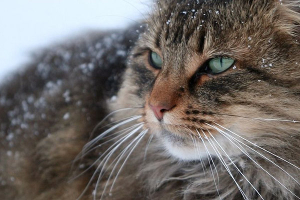 норвежская лесная кошка в снегу