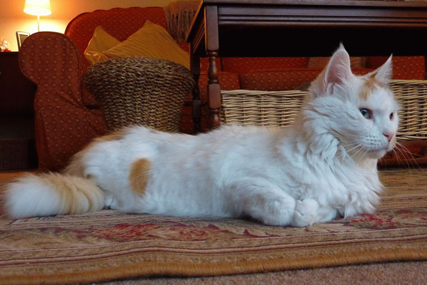 кошка турецкий ван