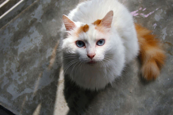 турецкий ван порода кошек