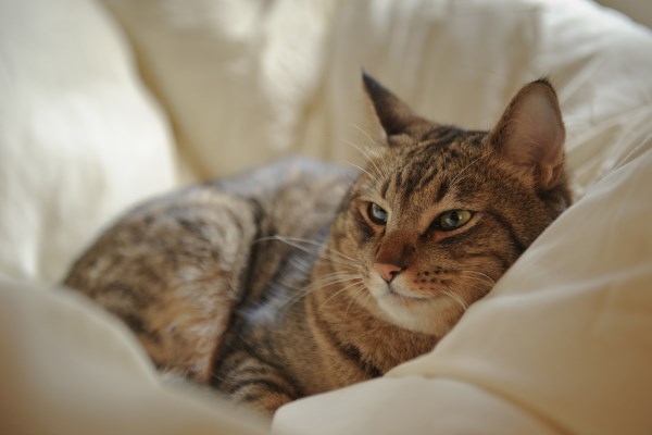 Взрослый кот отдыхает в одеяле