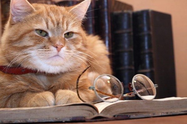 Старый и мудрый кот читает книгу