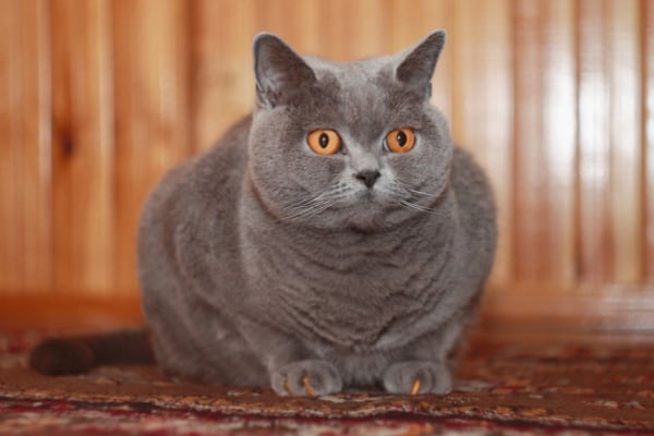 британская кошка голубой окрас