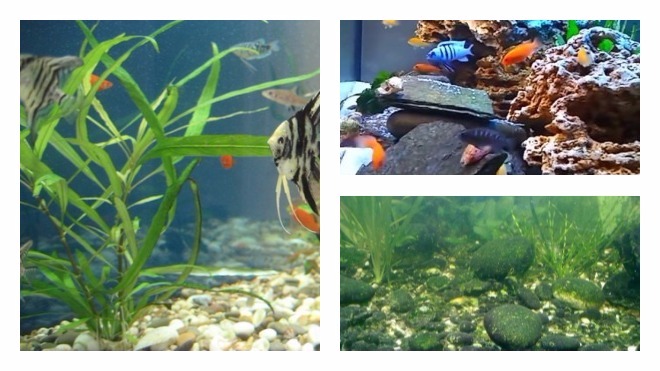 Почему зеленеет вода в домашнем аквариуме