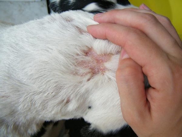 Блошиный дерматит у кошки