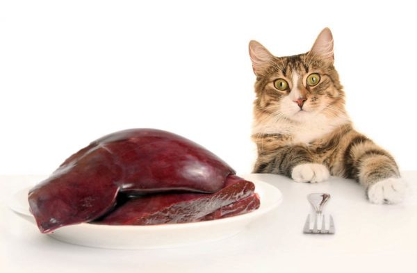 Кот и говяжья печень на столе