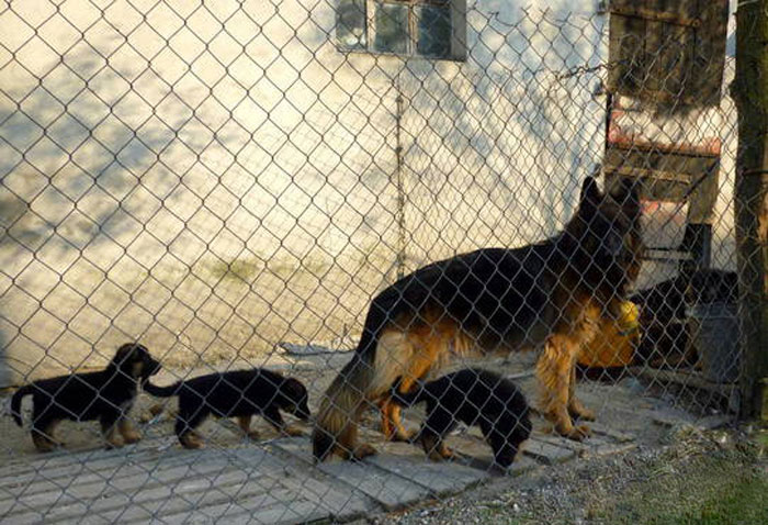 Немецкая овчарка с щенками в вольере