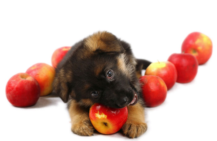 Собаки с удовольствием едят фрукты и овощи