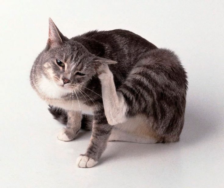 Появление ушных клещей у котов и кошек