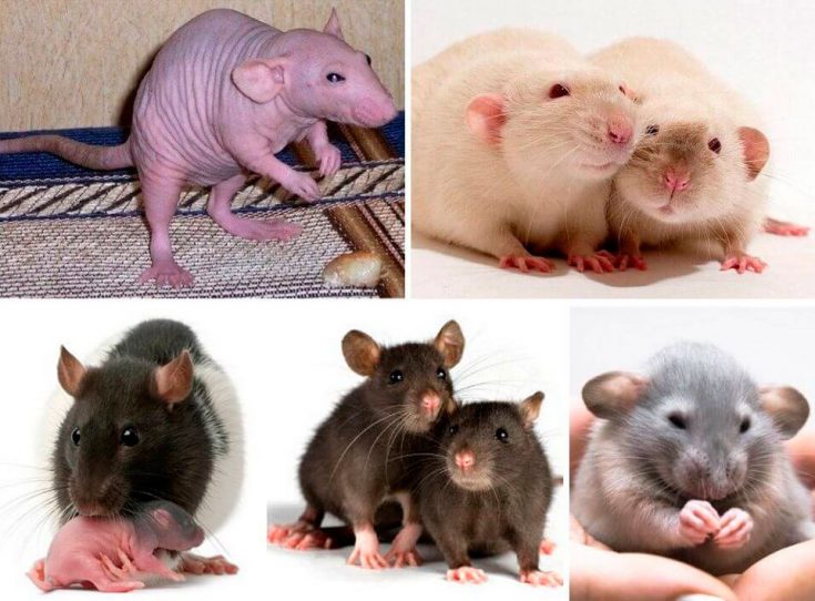 Декоративные породы крыс