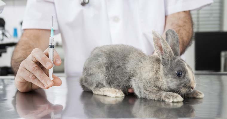 rabbit vacciniation