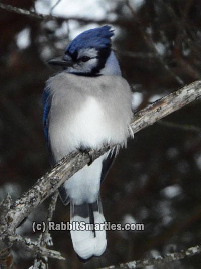 blue jay on a stick in winter
