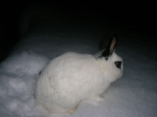 rabbit playing in snow