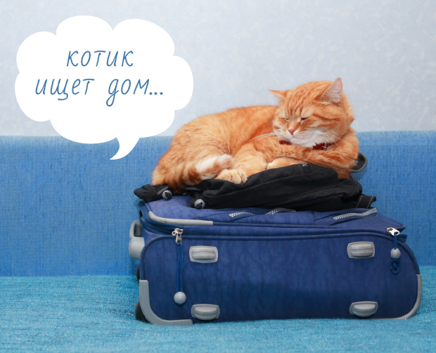 рыжий кот на чемодане