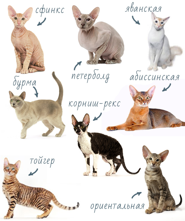 породы кошек