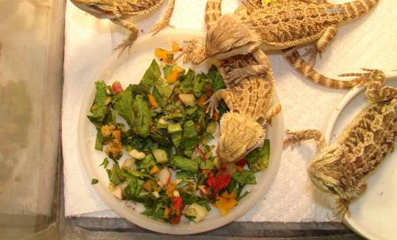 what vegetables can a bearded dragon eat