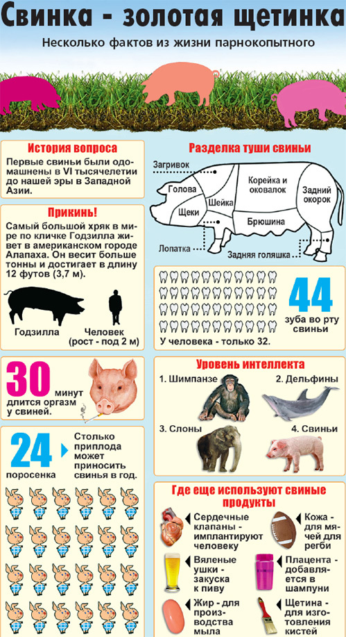 Сколько весит средний поросенок. Рост свиньи. Классификация поросят по возрасту. Рост поросят.