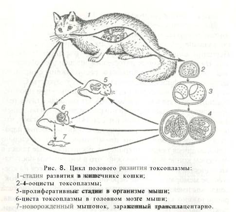 Размножение кошек презентация