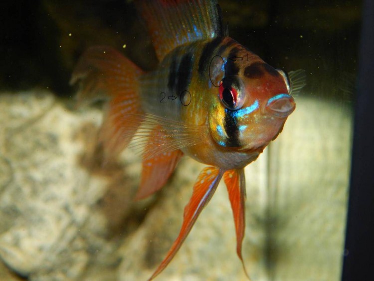 Болезни аквариумных рыб петушков симптомы фото