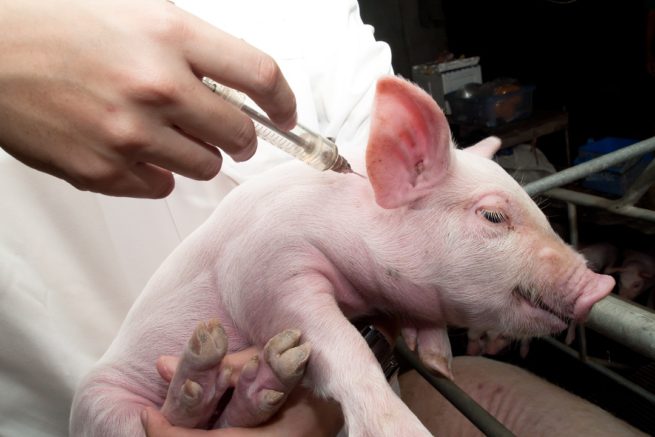 Прививка от рожи у свиней