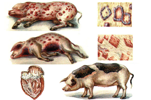 Симптомы рожи у свиней