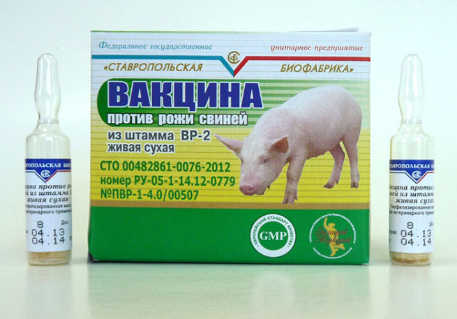 Вакцина против рожи у свиней
