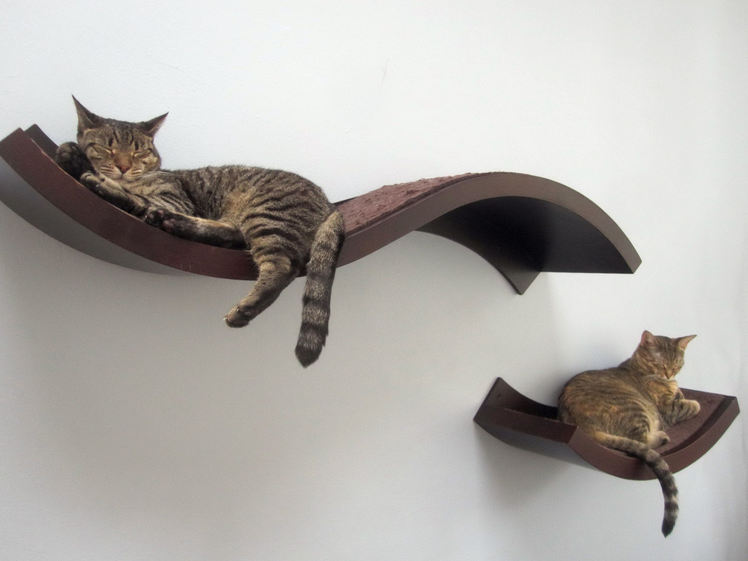 настенные полки для кошек фото дизайна