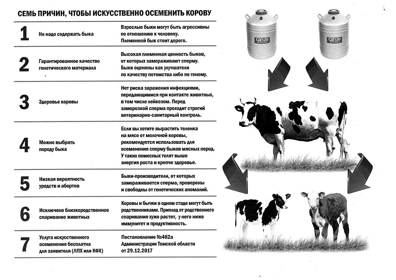 Через сколько отел у коровы