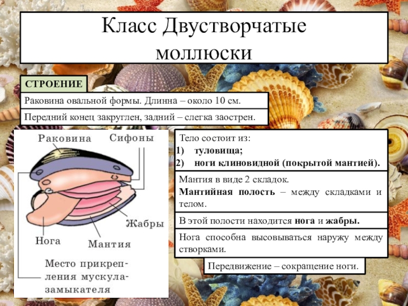 Особенности двустворчатых моллюсков