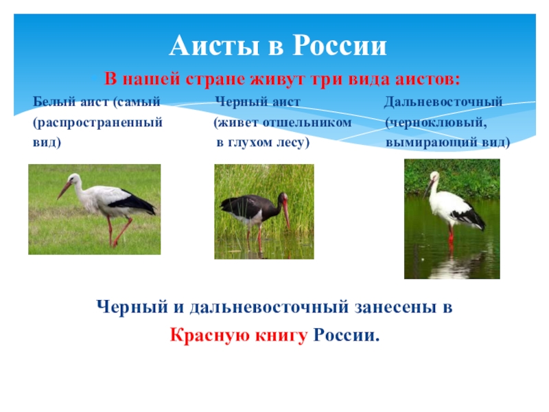 Какой тип питания характерен для аиста белого изображенного на рисунке 1 обоснуйте свой ответ