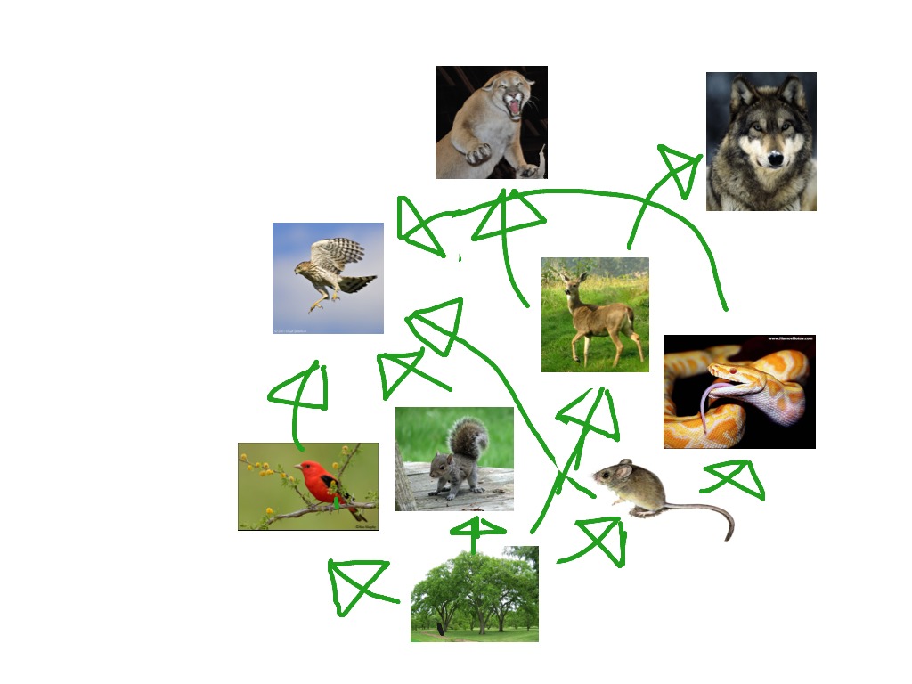 Цепь в природе. Пищевая цепь леса. Биологическая цепочка животных. Пищевые Цепочки леса для дошкольников. Пищевая цепь смешанного леса.