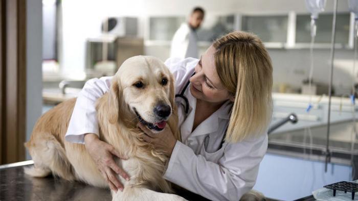 Собака с вывихом лапы у ветеринара
