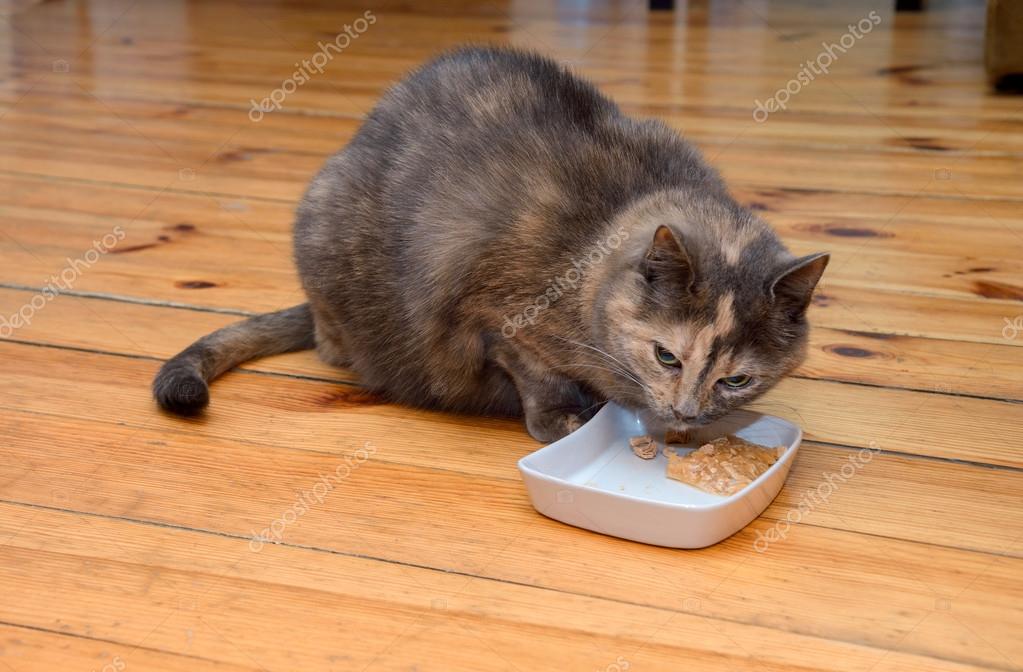 Как кошки едят пищу: Моя кошка привередлива в еде