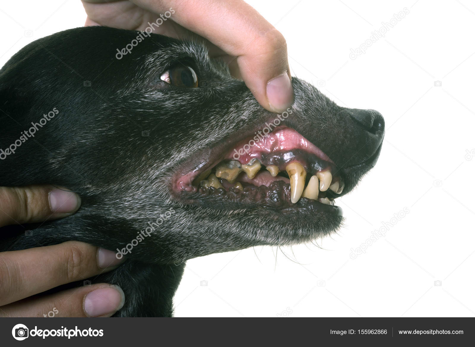 шатаются зубы у собаки