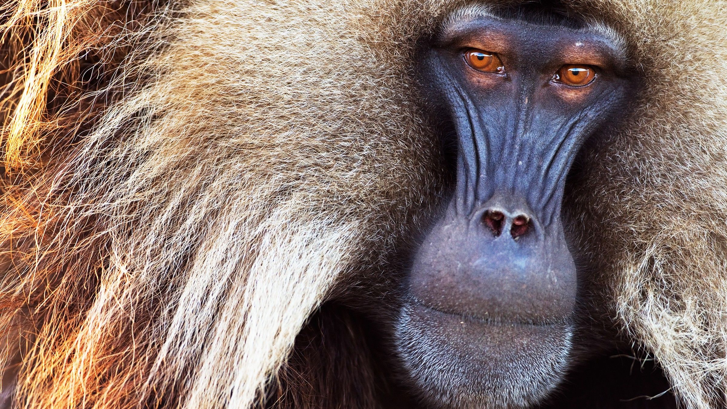 Фото и название всех видов обезьян
