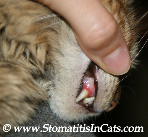 Stomatitis around a cat