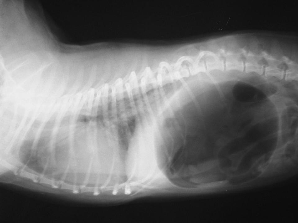 Асцит у собаки лечение. Гидроторакс у собаки рентген. Гидроторакс рентген Ветеринария. Гидроторакс у кошки рентген.
