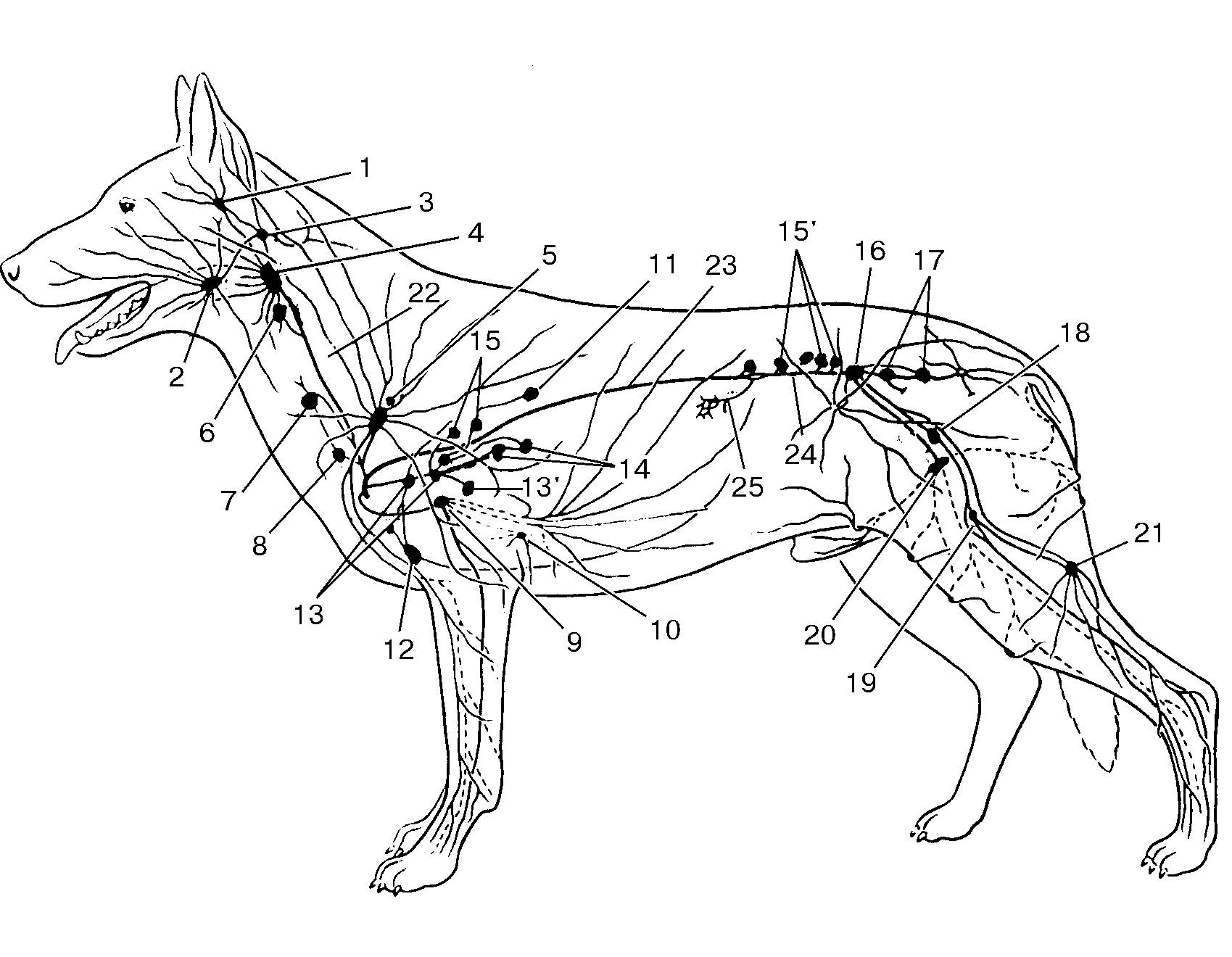 Где у собаки железы. Лимфатическая система собаки расположение. Анатомия собаки лимфатическая система. Лимфатическая система собаки схема. Лимфатическая система головы собаки.