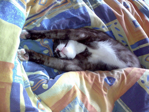 Кот падает с кровати